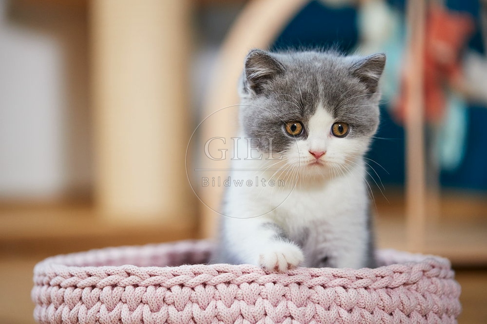 109301 Britisch Kurzhaar Kätzchen