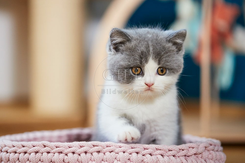109302 Britisch Kurzhaar Kätzchen