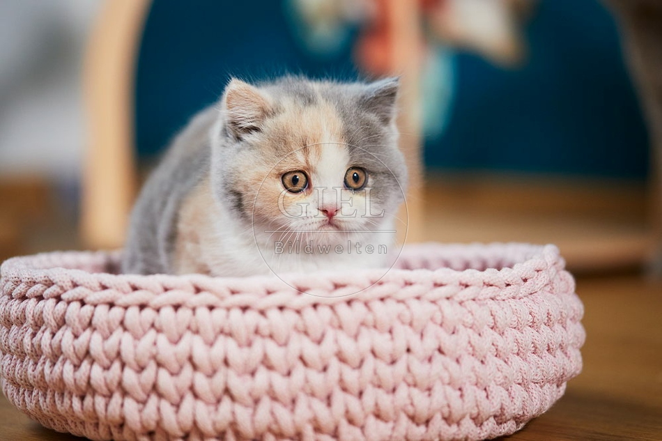 109303 Britisch Kurzhaar Kätzchen