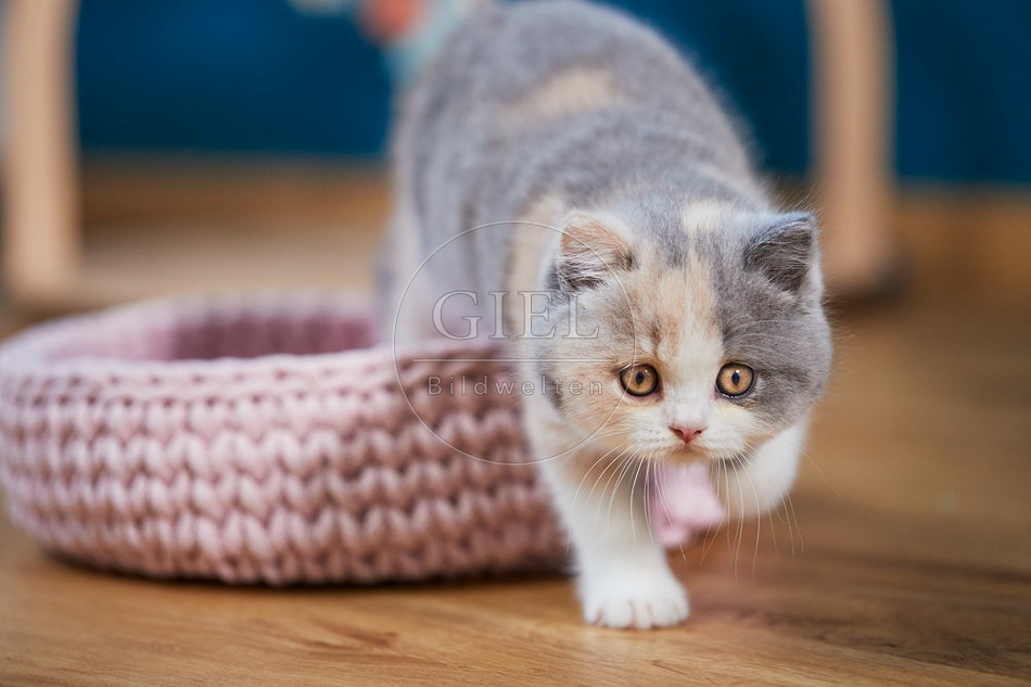 109304 Britisch Kurzhaar Kätzchen