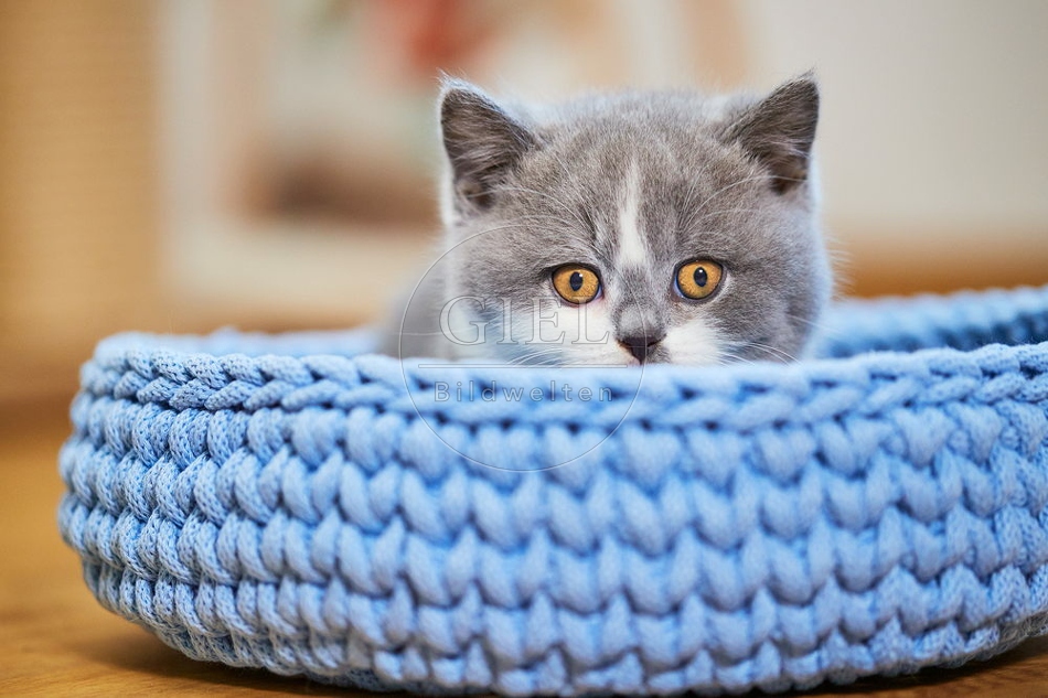 109305 Britisch Kurzhaar Kätzchen