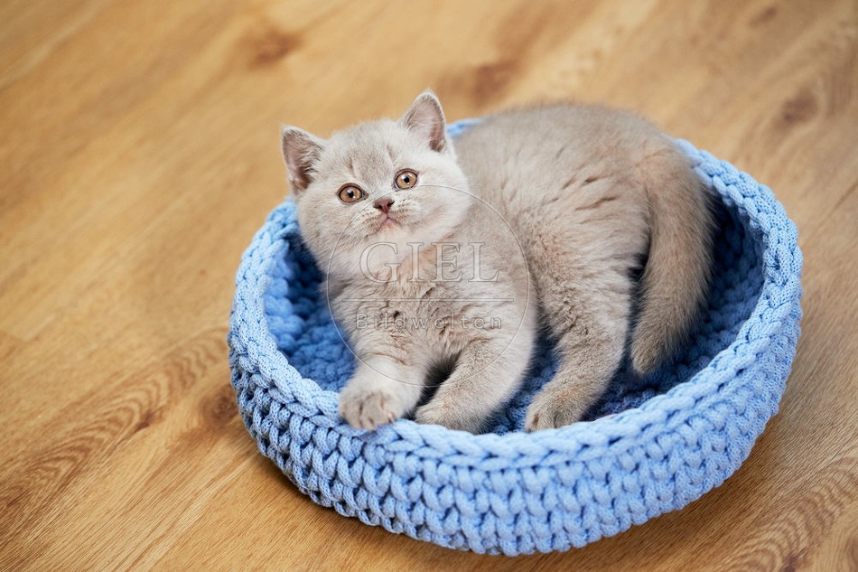 109306 Britisch Kurzhaar Kätzchen