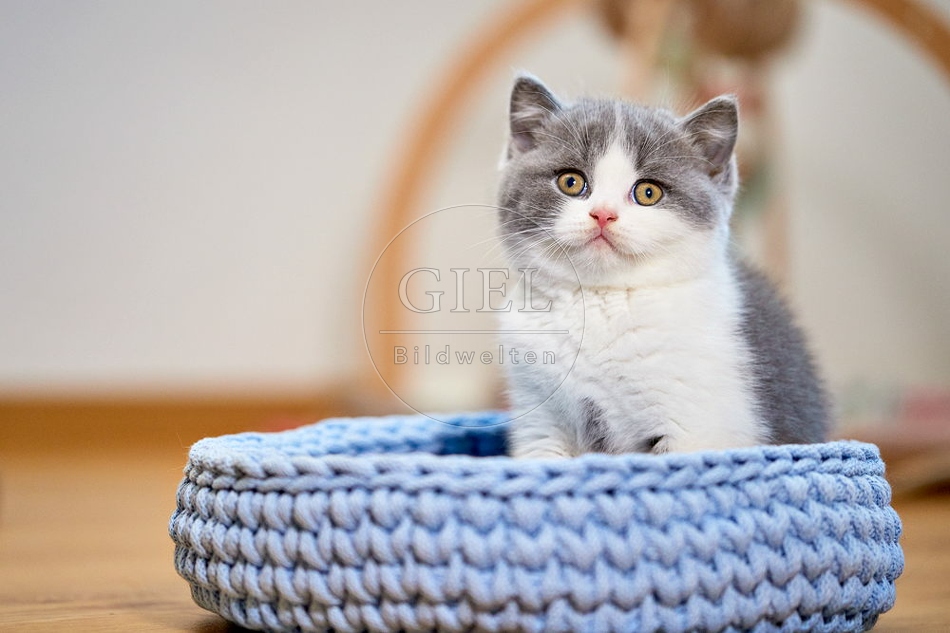 109307 Britisch Kurzhaar Kätzchen