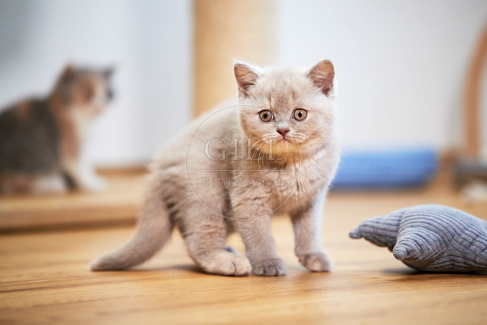 109308 Britisch Kurzhaar Kätzchen