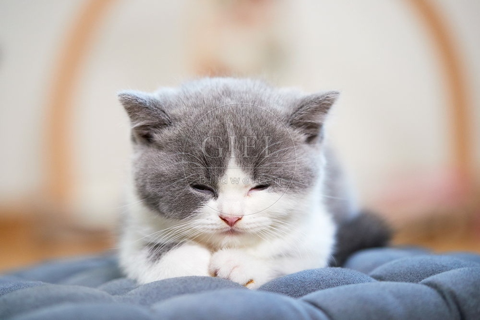 109309 Britisch Kurzhaar Kätzchen