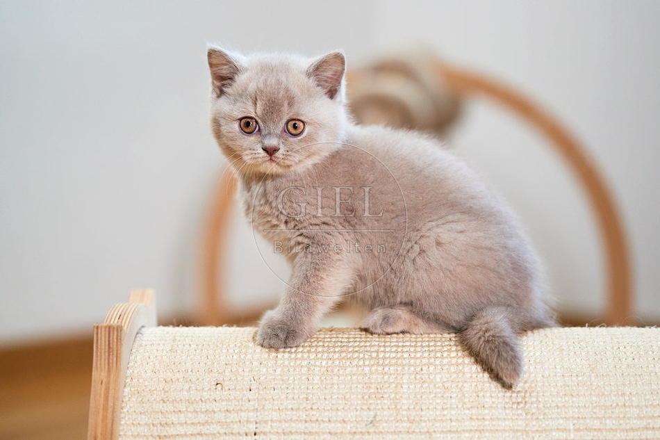 109310 Britisch Kurzhaar Kätzchen