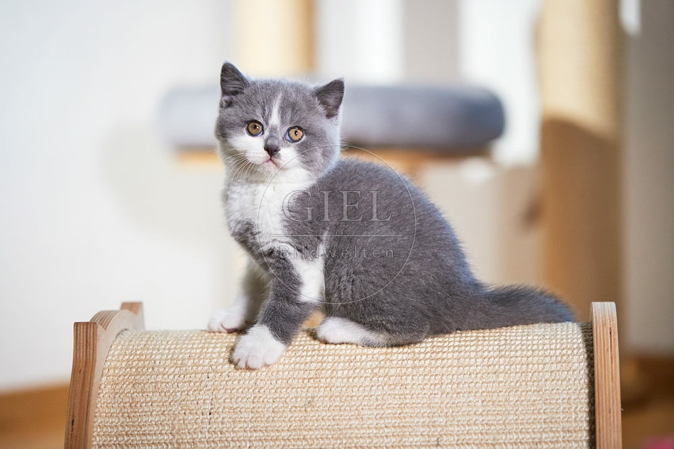 109311 Britisch Kurzhaar Kätzchen