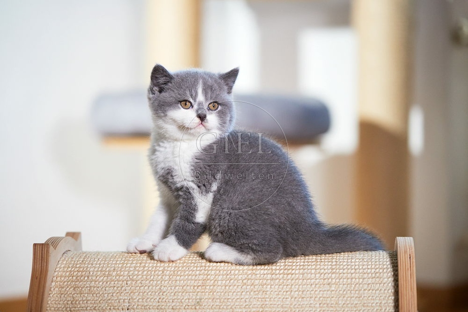 109312 Britisch Kurzhaar Kätzchen
