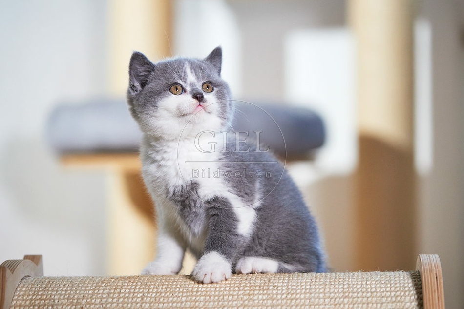 109313 Britisch Kurzhaar Kätzchen