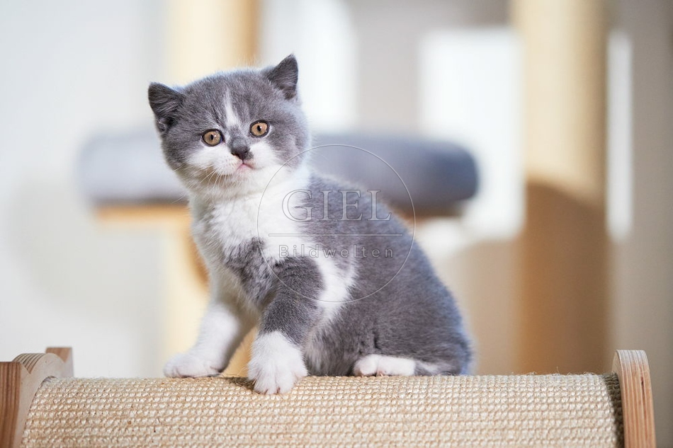 109314 Britisch Kurzhaar Kätzchen