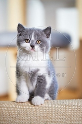109315 Britisch Kurzhaar Kätzchen