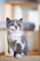 109316 Britisch Kurzhaar Kätzchen