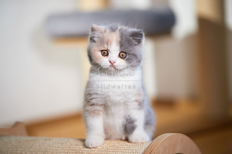 109317 Britisch Kurzhaar Kätzchen