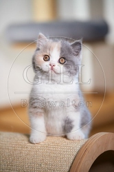 109318 Britisch Kurzhaar Kätzchen