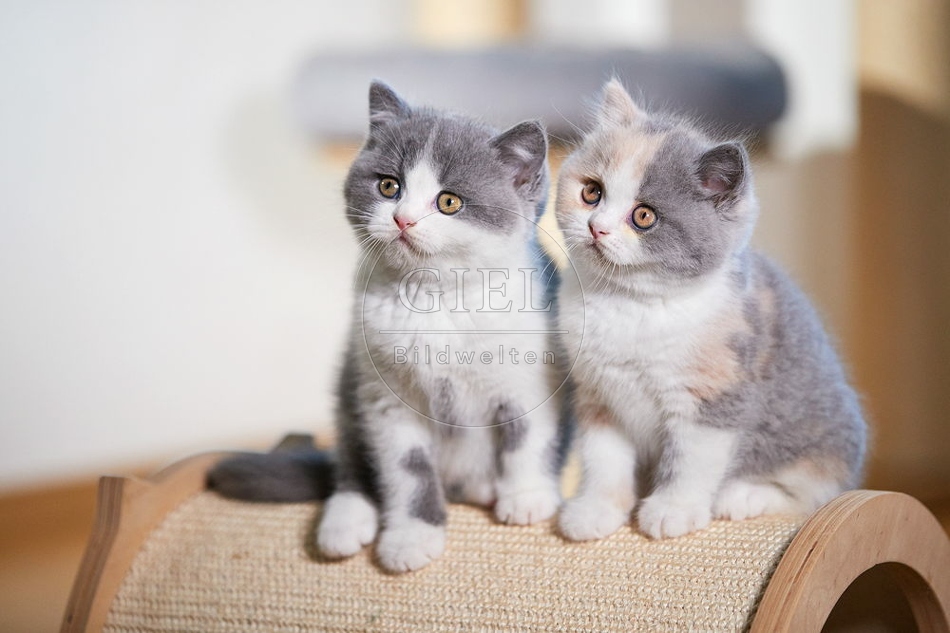 109319 Britisch Kurzhaar Kätzchen
