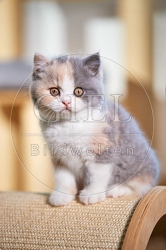 109320 Britisch Kurzhaar Kätzchen
