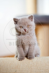 109321 Britisch Kurzhaar Kätzchen
