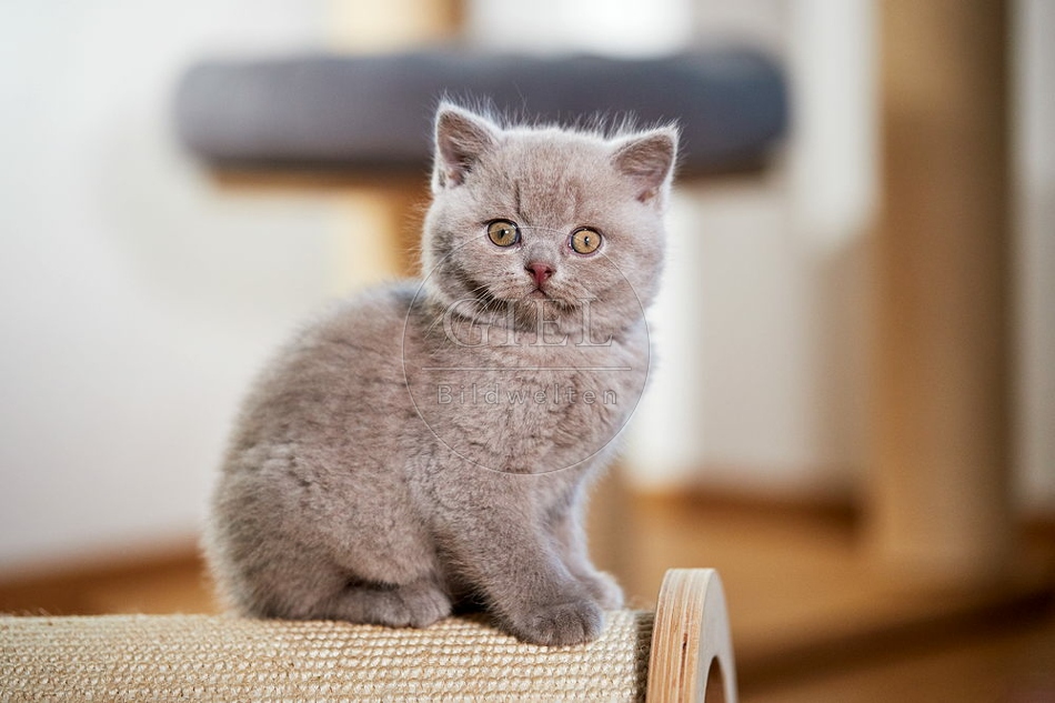 109322 Britisch Kurzhaar Kätzchen