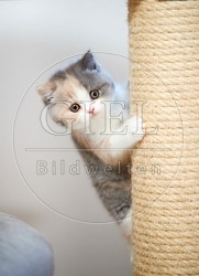 109323 Britisch Kurzhaar Kätzchen