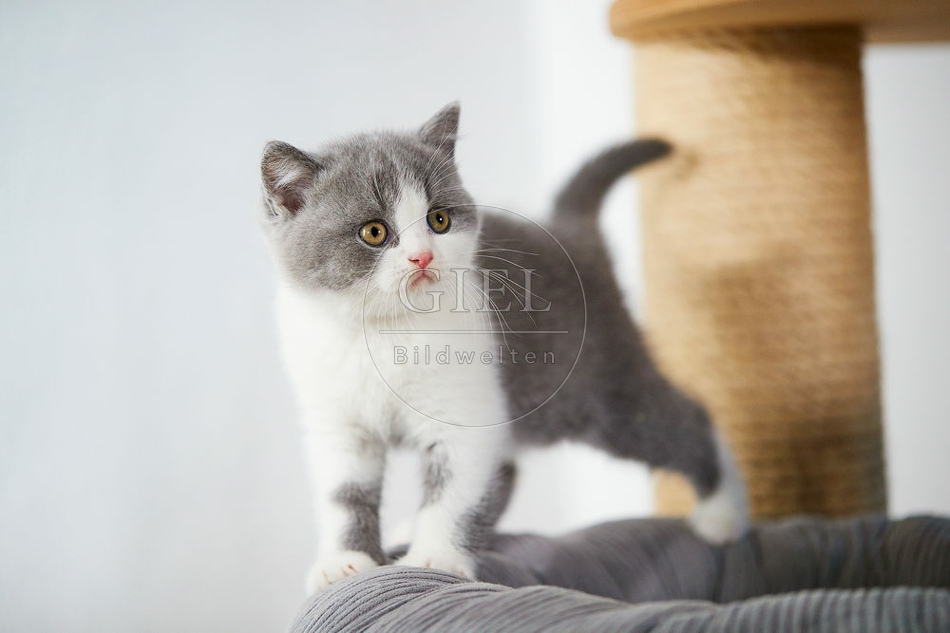 109324 Britisch Kurzhaar Kätzchen