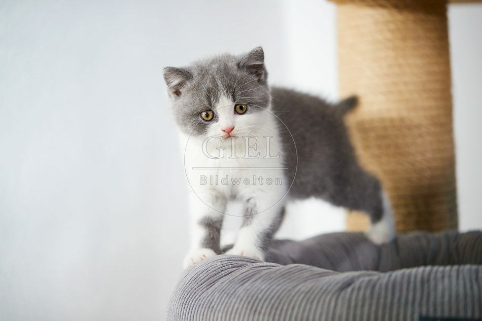 109325 Britisch Kurzhaar Kätzchen