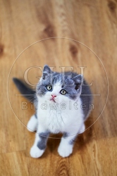 109326 Britisch Kurzhaar Kätzchen