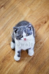 109327 Britisch Kurzhaar Kätzchen
