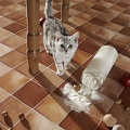 OK28-217 Britisch Kurzhaar Katze