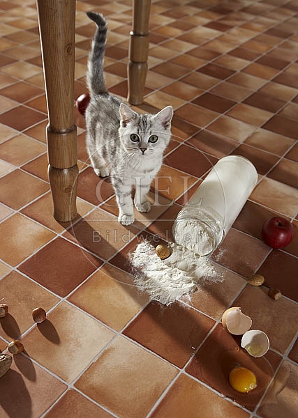 Britisch Kurzhaar Katze OK28-218.jpg