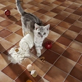 OK28-219 Britisch Kurzhaar Katze