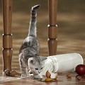 OK28-237 Britisch Kurzhaar Katze