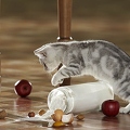 OK28-245 Britisch Kurzhaar Katze