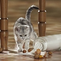 OK28-247 Britisch Kurzhaar Katze