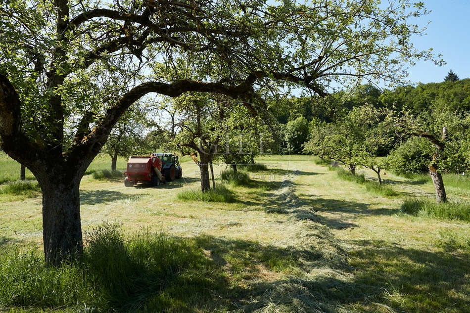 098319 Heu von der Streuobstwiese