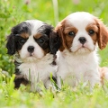 045204 Cavalier King Charles Spaniel Welpen