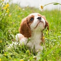 045244 Cavalier King Charles Spaniel Welpe