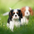 045480 Cavalier King Charles Spaniels