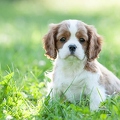 059637 Cavalier King Charles Spaniel Welpe