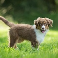 075550 Australian Shepherd Welpe
