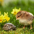 090575 Huehner Kueken und junge Maurische Landschildkroete