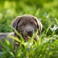 094014 Labrador Retriever Welpe