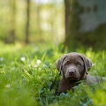 094017 Labrador Retriever Welpe