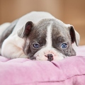 096595 Franzoesische Bulldogge, Welpe