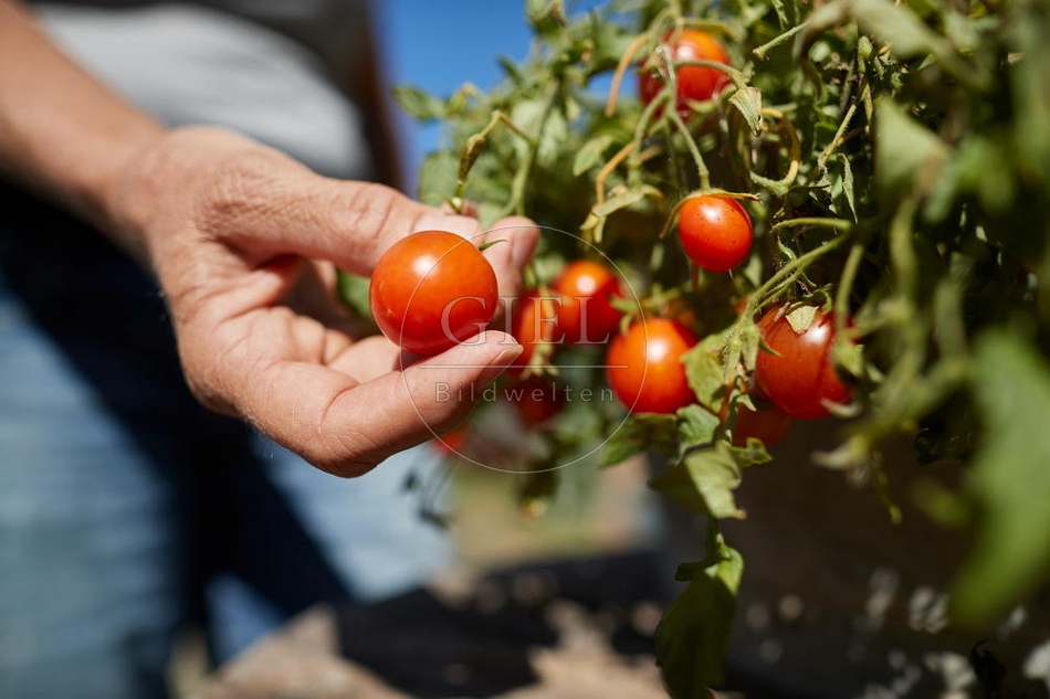 099585 Reife Tomaten in der Hand