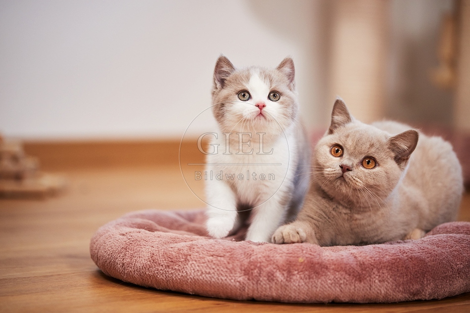112195 Zwei Britisch Kurzhaar Katzen auf Kissen