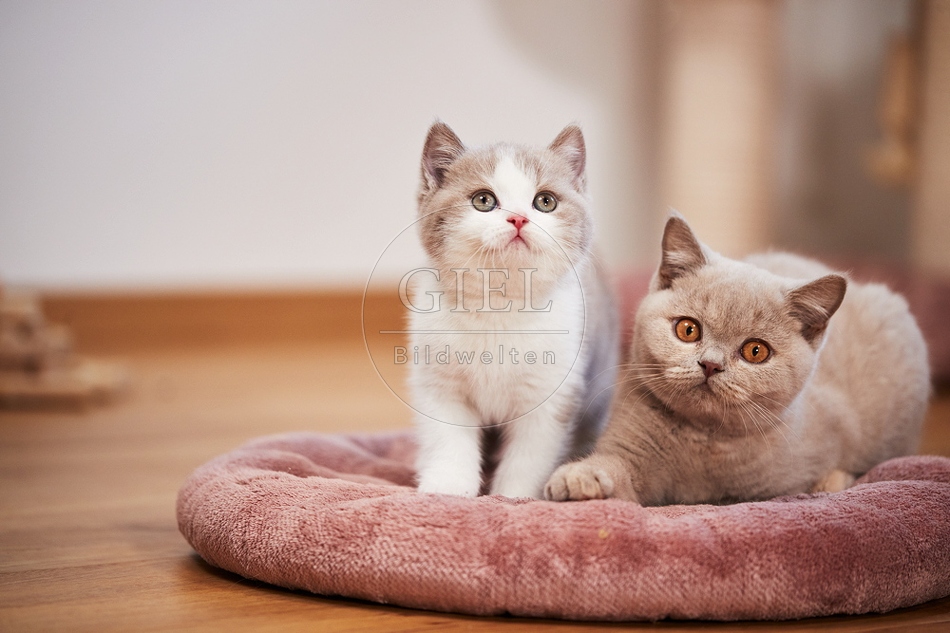 112196 Zwei Britisch Kurzhaar Katzen auf Kissen