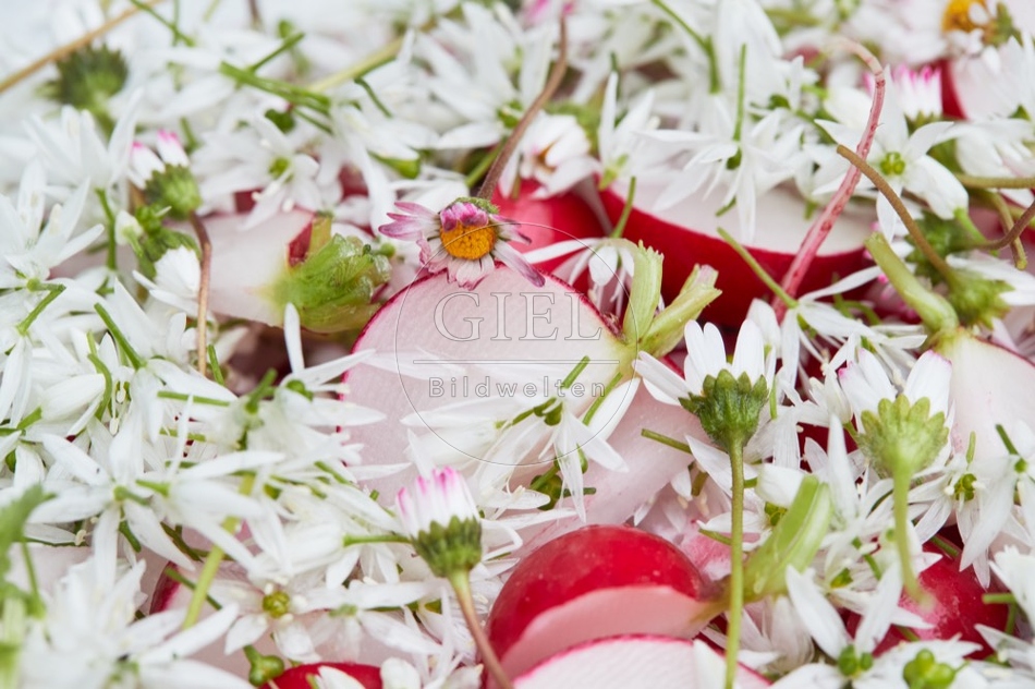 112805 Salat mit Radieschen, Bärlauch und Gänseblümchen
