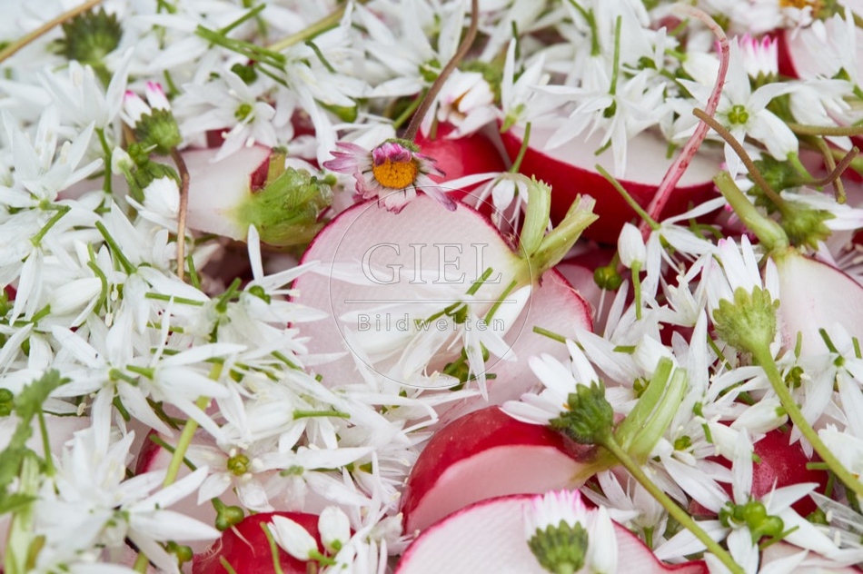 112806 Salat mit Radieschen, Bärlauch und Gänseblümchen