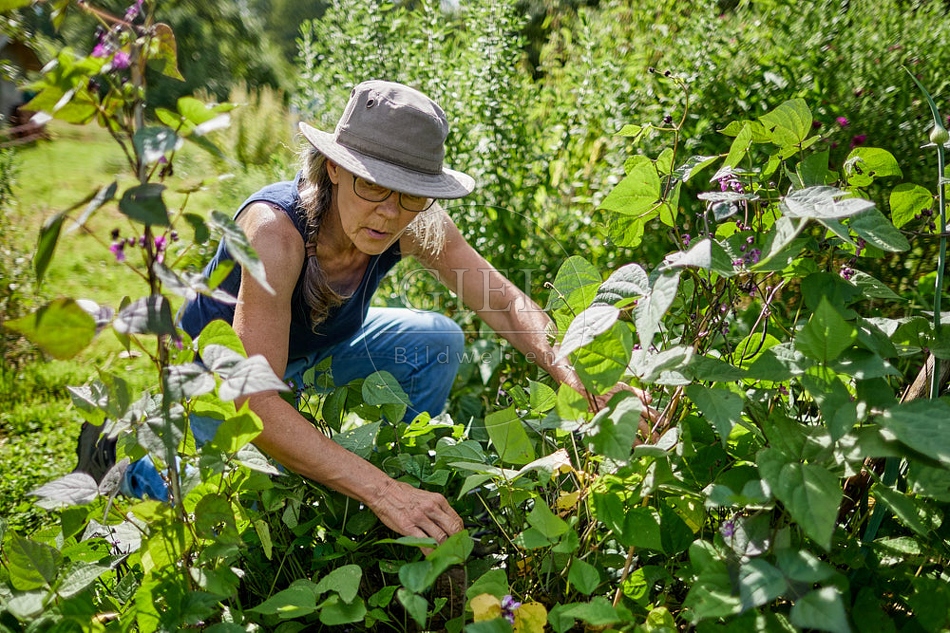 113598 Frau erntet Bohnen im Garten