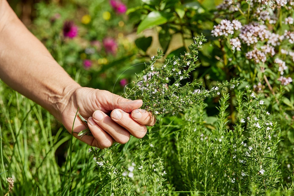 113600 Bohnenkraut in der Hand